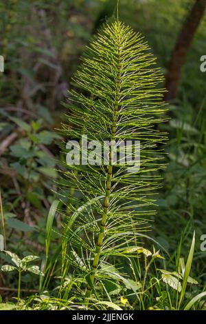 Großer Schachtelhalm (Equisetum telmateia, Equisetum telmateja, Equisetum Maximum), im Gegenlicht, Deutschland, Bayern Stockfoto