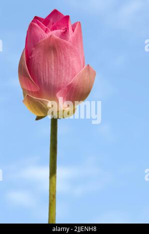 Ostindischer Lotus (Nelumbo nucifera), Blütenknospe vor blauem Himmel Stockfoto