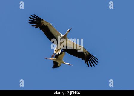Weißstorch (Ciconia ciconia), im thermischen Auftrieb umkreist, Deutschland, Bayern Stockfoto