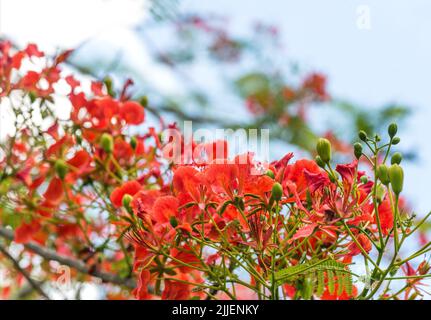 pfauenblume, Stolz auf Barbados, Zwerg poinciana, Blumenzaun auf Barbados, roter Paradiesvogel, Roter Paradiesvogel (Caesalpinia pulcherrima), Stockfoto