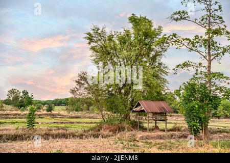 Ackerland auf dem Khorat Plateau nach der Ernte, Thailand, Korat Stockfoto