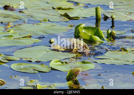 Europäischer Speisefrosch, Speisefrosch (Rana kl. Esculenta, Rana esculenta, Pelophylax esculentus), männlicher Springer auf eine weibliche in nuphar Field, Side Stockfoto