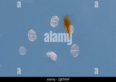 Gemeine Flussmuschel, gemeine mitteleuropäische Flussmuschel (Unio crassus), Glochidia, Deutschland Stockfoto