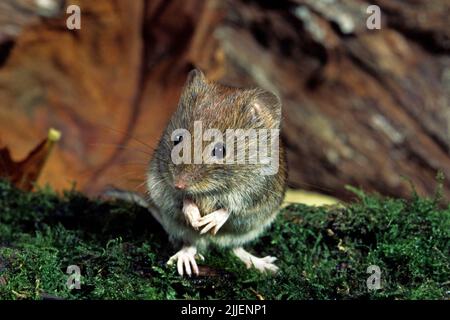 bankmaus (Clethrionomys glareolus, Myodes glareolus), auf Moos, Deutschland Stockfoto