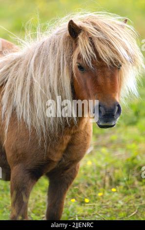 Shetland-Pony (Equus przewalskii f. caballus), auf dem Fahrerlager stehend, halblanges Porträt Stockfoto