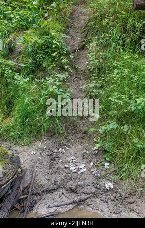 Europäischer Flussotter, Europäischer Otter, Eurasischer Otter (Lutra lutra), aufgeschobene Flussmuscheln, Futterplatz, Fluss Murn, Deutschland, Bayern, Fluss Murn Stockfoto