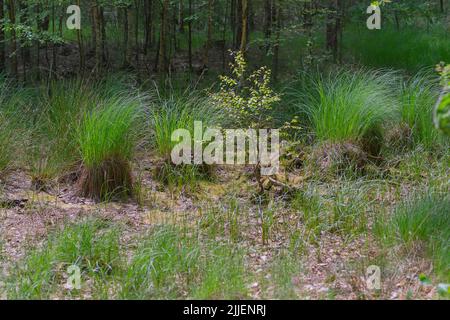 Frühling im Feuchtgebiet Amtsvenn, Deutschland, Brandenburg, Biosphärenreservat Schorfheide-Chorin Stockfoto