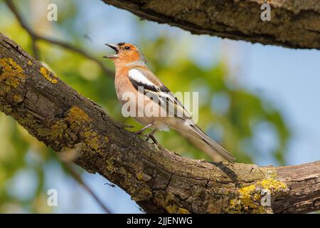 Buchfink (Fringilla coelebs), singende männliche Barsche auf einem gelichteten Ast, Seitenansicht, Deutschland, Bayern, Speichersee Stockfoto