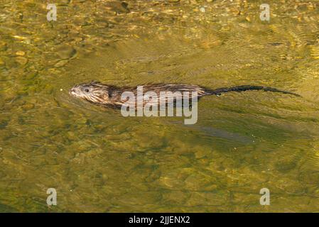 Bisamratte (Ondatra zibethicus), Schwimmen im Fluss, Seitenansicht, Deutschland, Bayern, Erdinger Moos Stockfoto