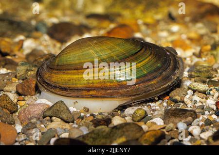 Gemeine Flussmuschel, gemeine mitteleuropäische Flussmuschel (Unio crassus), gräbt sich mit ihrem Fuß in das Kiesbett, Deutschland Stockfoto