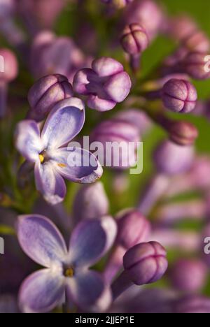 Gemeiner Flieder (Syringa vulgaris), Blüten, Nahaufnahme Stockfoto