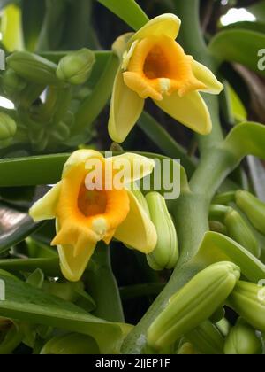 Vanille (Vanilla planifolia), Blüten Stockfoto
