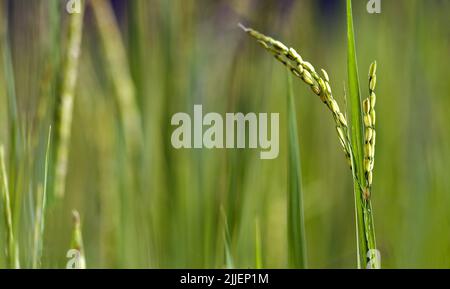 Reis (Oryza sativa), Reis risp, Thailand Stockfoto