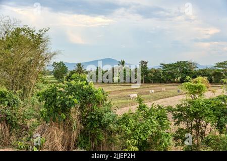 Ackerland auf dem Khorat Plateau nach der Ernte, Thailand, Korat Stockfoto