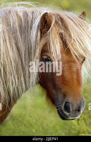 Shetland-Pony (Equus przewalskii f. caballus), auf dem Fahrerlager stehend, Porträt Stockfoto