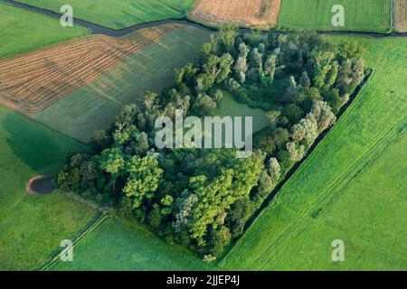 Teich im Wald in Feldlandschaft, Luftaufnahme, Belgien, Flandern Stockfoto