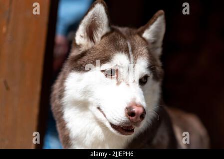 Porträt einer Husky, schwarz-weißen Farbe in der Sonne. Hochwertige Fotos Stockfoto