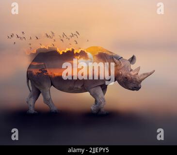 Double Exposure-Effekt von Rhinozeros bei Sonnenuntergang Stockfoto