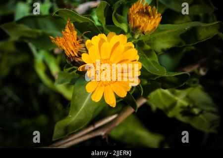 Ein Blick auf das Leben in Neuseeland: Mein organischer, essbarer Garten. Essbare Calendula-Blüten, die zum Dekorieren üppiger Salate verwendet werden. Stockfoto