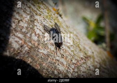 Ein Blick auf das Leben in Neuseeland: Mein organischer, essbarer Garten. Eine Blaue-Flasche fliegen, die sich in der Sonne ausruhen kann. Stockfoto