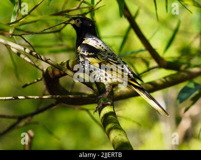 Exquisite schlanke Regent Honeyeater trillt und vereitert ihr Lied. Stockfoto