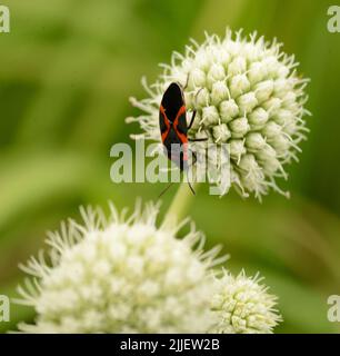 Rattlesnake Master (Eryngium yuccifolium) weiße Blüten mit einem schwarzen und orangefarbenen Boxelder-Käfer (Boisea trivittata). Stockfoto