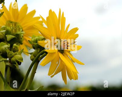 Kelchpflanze (Silphium perfoliatum) leuchtend gelbe Sonnenblumen in einer Prärie, die vor einem wolkig-blauen Himmel steht. Stockfoto