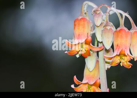 Schwein-Ohr-Glockenblumen und Knospen am Stiel (Cotyledon orbiculata) Stockfoto