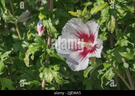 hibiscus syriacus blüht aus nächster Nähe mit Sonnenlicht Stockfoto