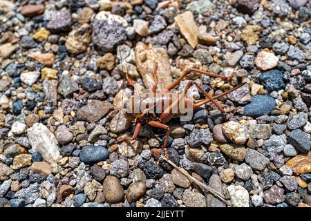 Nahaufnahme eines Mormonen-Cricket in freier Wildbahn auf Schotteroberfläche Stockfoto