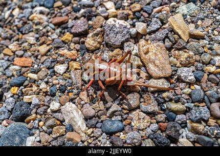 Detail einer Mormonen-Cricket in freier Wildbahn auf Schotteroberfläche Stockfoto