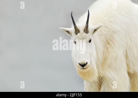 Eine weiße Bergziege (Oreamnos americanus) steht und blickt über das Gelände bei einem Mineralleck im Jasper National Park Alberta Canada Stockfoto