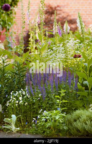 Bluebell, Lavendel und Fuchshandschuhe wachsen im Freien. Lila und weiße Blüten im Einklang mit der Natur, ruhige Wildpflanzen in einem Zen, ruhigen Hinterhof Stockfoto