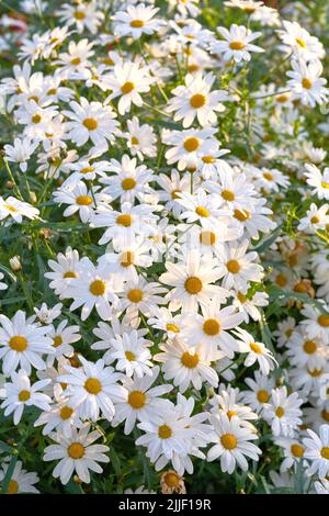 Feld von weißen Gänseblümchen, die im Frühjahr im medizinischen Gartenbau oder auf einer kultivierten Wiese für Kamillentee-Blätter wachsen. Nahaufnahme des pulsierenden Sommers Stockfoto