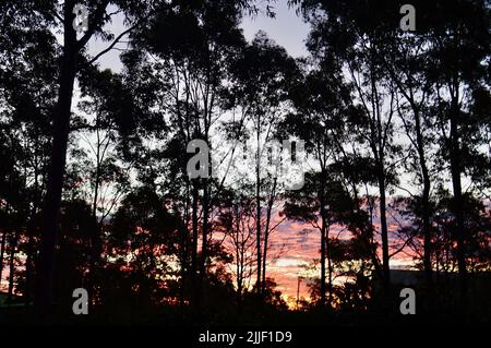 Sonnenuntergang durch die Bäume im Bella Vista in Sydneys westlichen Vororten Stockfoto