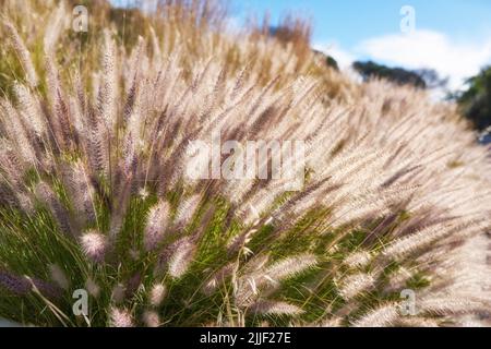 Nahaufnahme des karmesinroten Brunnengrases auf einem Feld an einem sonnigen Morgen. Üppig grünes Büffelgras und Flora wachsen in Harmonie an einem ruhigen und friedlichen Tag Stockfoto