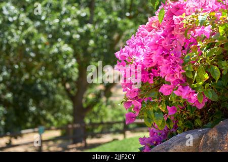 Rosa Bougainvillea Blumenbusch in einem üppigen grünen Garten an einem sonnigen Tag draußen in der Natur. Landschaft von schönen bugambilia mit grünen Bäumen und Gras Stockfoto