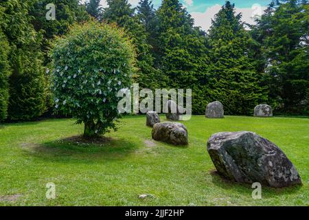 Kenmare, Co. Kerry, Irland: Die Weißdorn-Fee am bronzezeitalterigen Kenmare-Steinkreis. Die Menschen hängen Gebete oder Geschenke an die Zweige an. Stockfoto