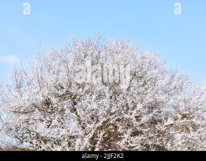 Schöner Baum mit weißen Blüten, der auf einem Kirsch- oder Apfelbaum draußen in einem Obstgarten wächst. Zarte frische Frühlingsblüten isoliert gegen ein Blau Stockfoto