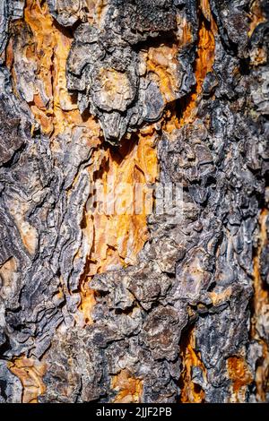 Nahaufnahme der Pinienrinde mit schöner Textur Stockfoto