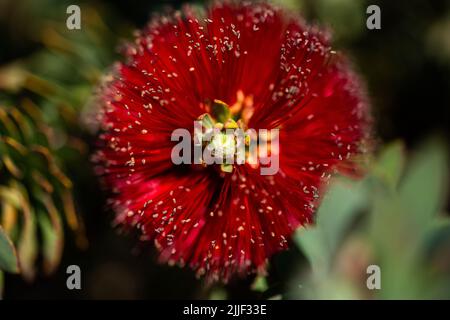 Rote Blumenpflanze Stockfoto