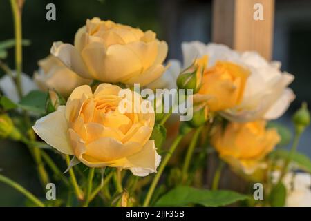 'Graham Thomas, Lemon Parody, Ausmas' Englische Rose, Engelsk ros (Rosa) Stockfoto