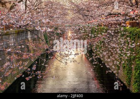 Kirschblüte oder Sakura am Meguro-Kanal in Tokio, Japan. Nachts Stockfoto