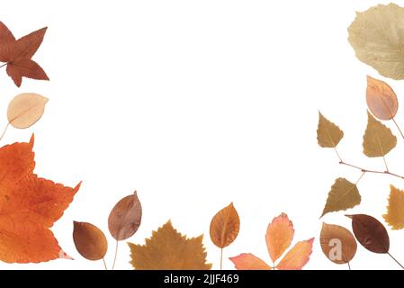 Getrocknete gepresste Herbstblätter auf weißem Hintergrund, saisonales Konzept Stockfoto