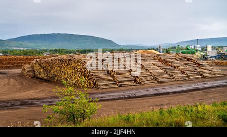 Große Holzstapel bei einer Sägemühle in British Columbia, Kanada Stockfoto