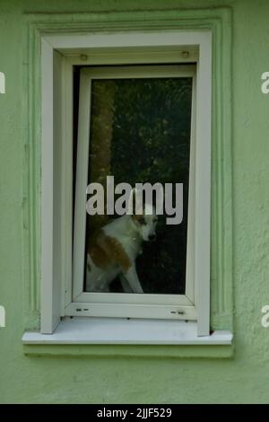 Woronesch, Russland. 25.. Juli 2022. Der Hund wartet an einem typischen Sommertag in Woronesch am Fenster auf den Besitzer. Kredit: SOPA Images Limited/Alamy Live Nachrichten Stockfoto