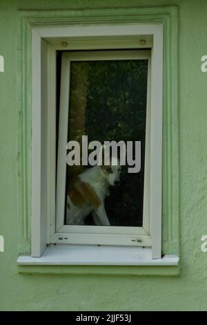 Woronesch, Russland. 25.. Juli 2022. Der Hund wartet an einem typischen Sommertag in Woronesch am Fenster auf den Besitzer. (Foto von Mihail Siergiejevicz/SOPA Images/Sipa USA) Quelle: SIPA USA/Alamy Live News Stockfoto