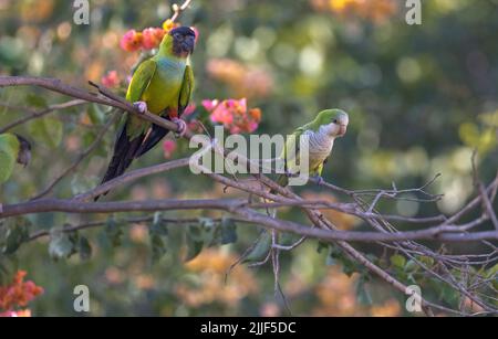 Zwei Nanday-Sittiche, auch bekannt als Schwarzhaubensittich, thronten in einem Baum im Pantanal von Brasilien. Stockfoto