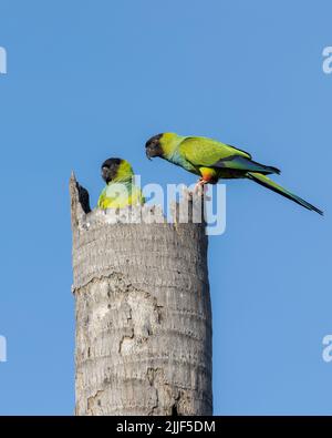 Zwei Nanday-Sittiche, auch bekannt als Schwarzhaubensittich, thronten in einem Baum im Pantanal von Brasilien. Stockfoto