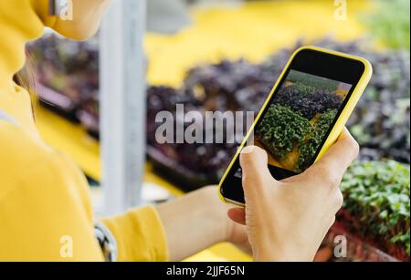 Aufnahme von Microgreens, die rohe Sprossen in weiblichen Händen wachsen. Frische rohe Kräuter aus dem heimischen Garten oder Indoor-Vertikalfarm, voller Vitamine für Veganer Stockfoto